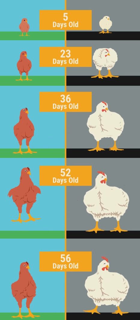 chicken comparison of heritage breed vs industrial