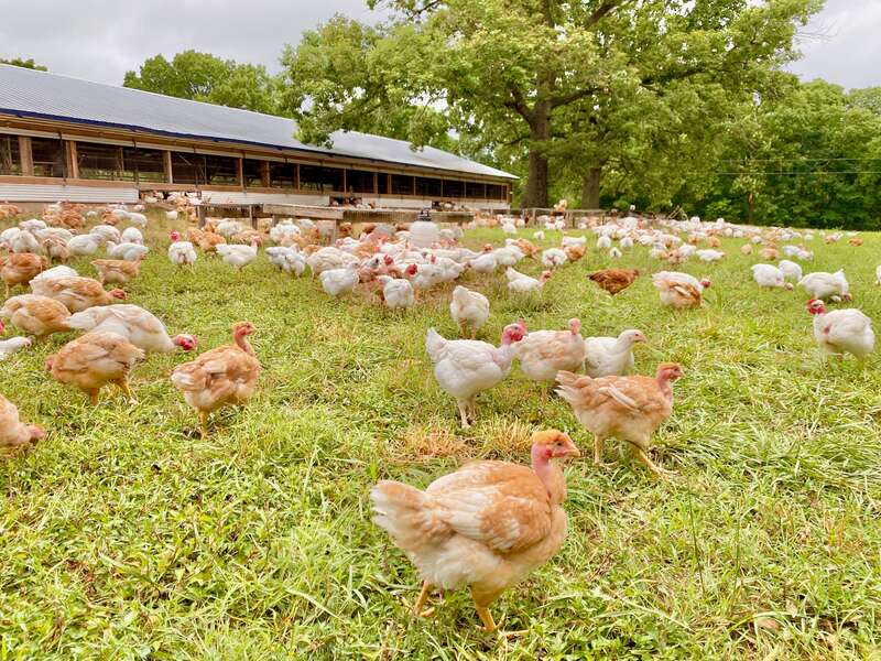 regenerative agriculture chickens walking around pasture and forest area near coop