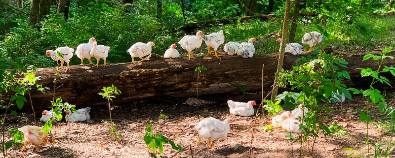regenerative agriculture chickens walking on a log