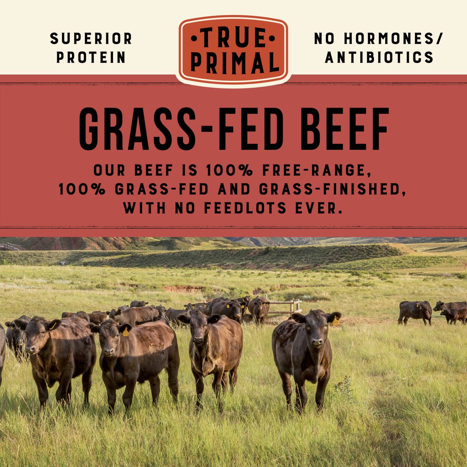 cattle grazing in field with title text: grass-fed beef