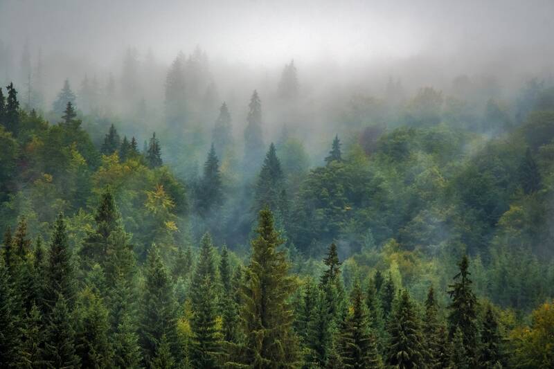 dense forest with mist between the trees